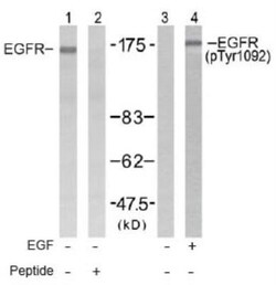EGFR, p Tyr1092 Antibody, Novus Biologicals:Antibodies:Primary Antibodies